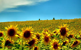 sunflowers